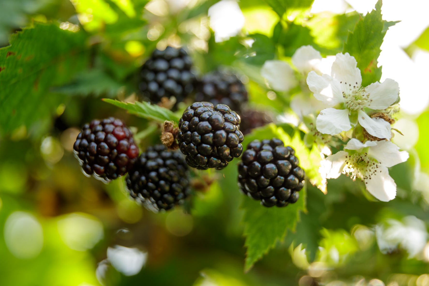 Referenzbild Bewässerung Brombeeren