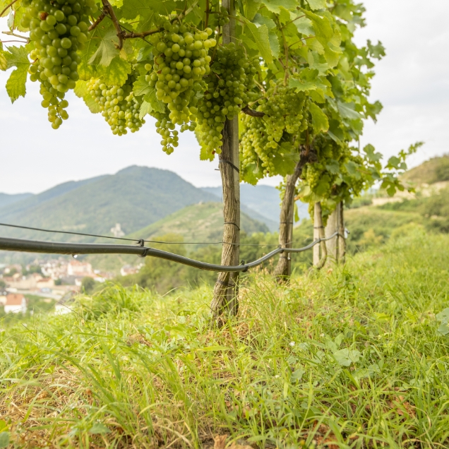 Referenzbild Weinbau