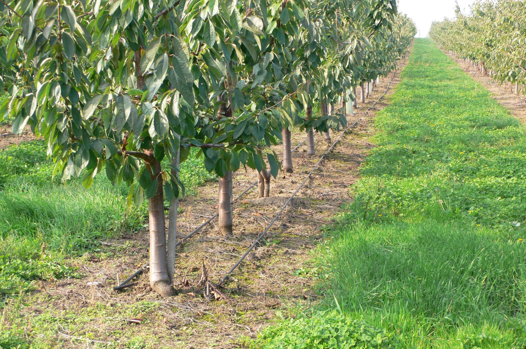 Bewässerungssystem im Obstbau & Weinbau - Parga
